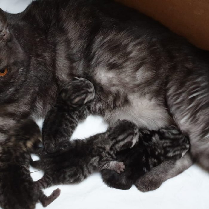 Mitte Juli 2023 erwarten wir BSH und BLH Kitten
