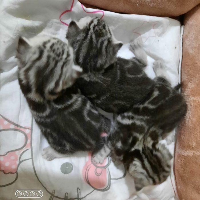 Unsere nächsten black-silber Kitten sind für Winter/Frühling 2023 geplant
